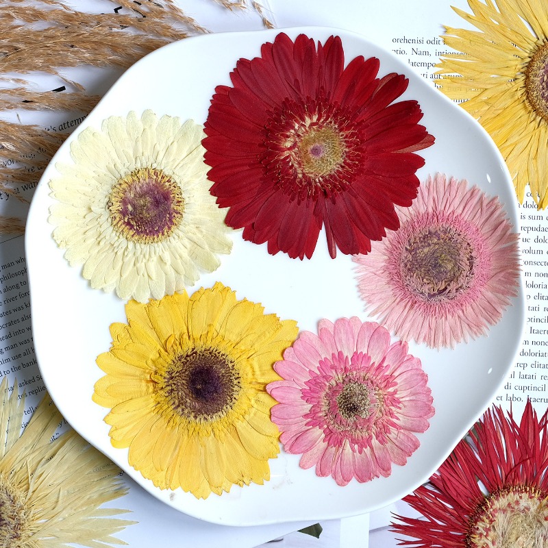 1개/7-9cm, 압화된 거베라 건조 꽃, 선샤인 컬러 - Resin Craft Ideas 리뷰 및 가격